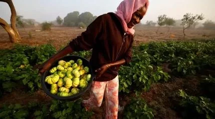Africa's Path to Food Security: Embracing Agroecology Amidst Fertilizer Crisis